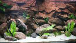 aquarium-von-mandy-henschel-becken-11155_