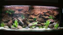 aquarium-von-mandy-henschel-becken-11155_