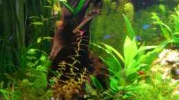 aquarium-von-holger-baake-becken-11159_