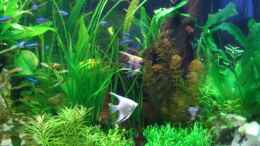 aquarium-von-holger-baake-becken-11159_