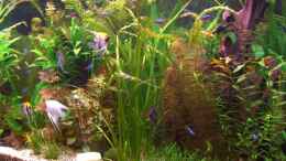 aquarium-von-holger-baake-becken-11159_