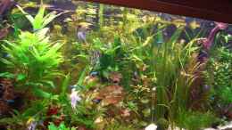 aquarium-von-holger-baake-becken-11159_