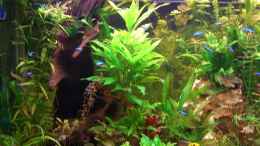 aquarium-von-holger-baake-becken-11159_