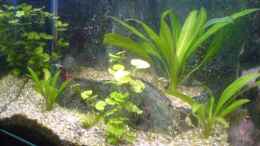 aquarium-von-volker-prager-becken-11168_