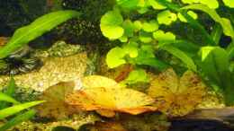 aquarium-von-volker-prager-becken-11168_