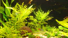 aquarium-von-spike-becken-11180_