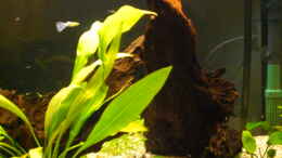 aquarium-von-spike-becken-11180_