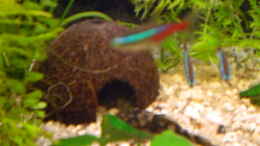 aquarium-von-spike-becken-11180_