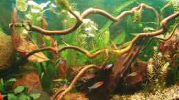 aquarium-von-jason-becken-11189_