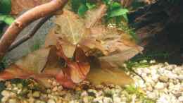 aquarium-von-jason-becken-11189_Rote Tigerlotus