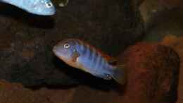 Foto mit  Labidochromis sp. Hongi Red Top