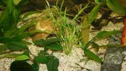 aquarium-von-steffen-ruebsam-becken-11303_