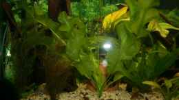 aquarium-von-steffen-ruebsam-becken-11303_