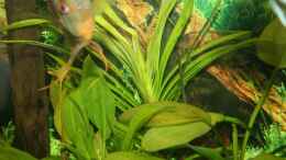 aquarium-von-steffen-ruebsam-becken-11303_Eichhornia