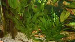 aquarium-von-steffen-ruebsam-becken-11303_