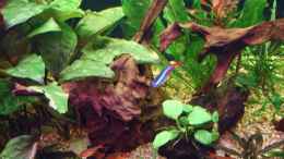 aquarium-von-frank-broneske-becken-11316_