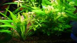 aquarium-von-lod-becken-11336_