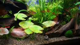 aquarium-von-lod-becken-11336_