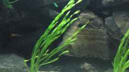 aquarium-von-master-s2308-becken-11339_Vallisneria spiralis  