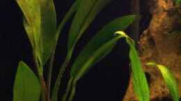 aquarium-von-misanthrop-kongo-flussufer_Anubias lanceolata