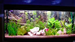 aquarium-von-steve-knoefler-becken-1136_