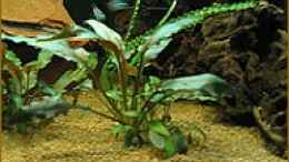 aquarium-von-sabine-hoffmann-becken-1137_Cryptocoryne