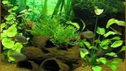 aquarium-von-sabine-hoffmann-becken-1137_Monosolenium tenerum