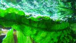 aquarium-von-melle-becken-11381_Blub Blub