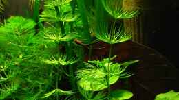 aquarium-von-niko-toumanidis-becken-11415_Ceratophyllum demersum (Hornkraut) & Hydrocotyle leucocephal