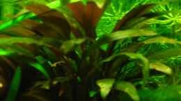 aquarium-von-niko-toumanidis-becken-11415_Cryptocoryne wendtii braun (Wendts Wasserkelch Klein)