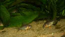 Foto mit Corydoras Sterbai