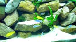 aquarium-von-sebastian-hornberger-becken-1143_