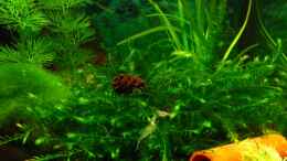 aquarium-von-niko-toumanidis-becken-11436_Fontinalis hypnoides (Quellmoos)