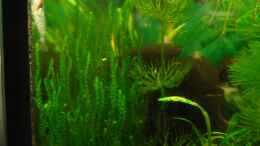 aquarium-von-niko-toumanidis-becken-11436_Taxiphyllum spec.(Flammenmoos) & Lilaeopsis brasiliensis (Br