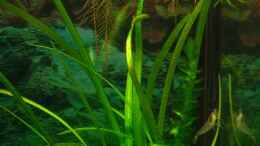 aquarium-von-niko-toumanidis-becken-11436_Sagittaria subulata(Sagittaria)