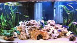 aquarium-von-katja-wilhelm-becken-1144_Aquarium front 3