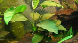 aquarium-von-stephan-fehringer-becken-11460stillgelegt_anubias barteri