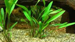 aquarium-von-stephan-fehringer-becken-11460stillgelegt_cryptocoryne lucens