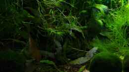 aquarium-von-njio-becken-11470_