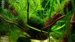 aquarium-von-njio-becken-11470_