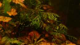 aquarium-von-marcus-roth-becken-11471_