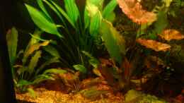 aquarium-von-marcus-roth-becken-11471_