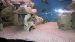 aquarium-von-karsten-garn-becken-115_