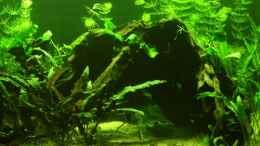 aquarium-von-chrihilefi-becken-11502_Wurzel/19.12.2008