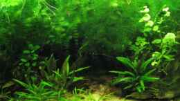 aquarium-von-chrihilefi-becken-11502_Wurzel/11.05.2009