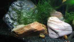 aquarium-von-eleanor-becken-11504_Rienna Stone mit Flamemoos