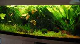 aquarium-von-matthias-weber-becken-1151_Ansicht 4