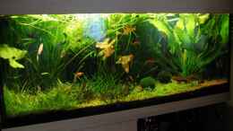 aquarium-von-matthias-weber-becken-1151_Ansicht 5