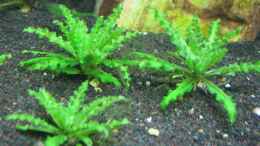 aquarium-von-gruenet-becken-11514_Pogostemon helferi