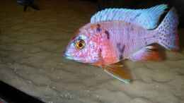 aquarium-von-lars-joergens-becken-1152_Aulonocara Red Blue Silver